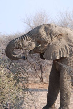 kruger national Park fil