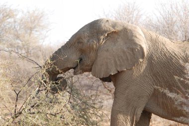 Savanadaki fil, Afrika