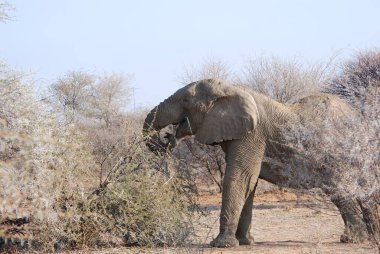 Parktaki Afrika fili