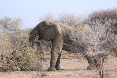 Namibya 'daki fil, Afrika