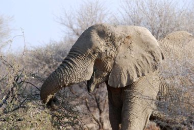 Afrika 'nın bozkırındaki fil