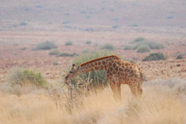 Savanada güzel bir zürafa resmi.