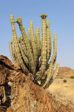 Çöldeki büyük kaktüs.