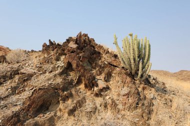 Dağlarda bir ağacı olan güzel bir manzara.