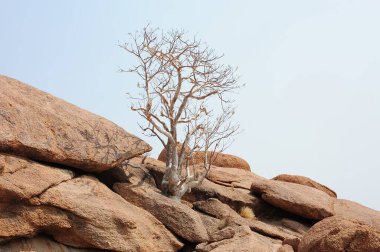 Doğadaki ağaç. Dağlardaki ağaç. Yüksek dağ. dağ.