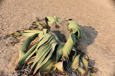 Bahçedeki yeşil bitkiler