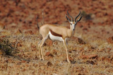 Kırmızı Impala çölde