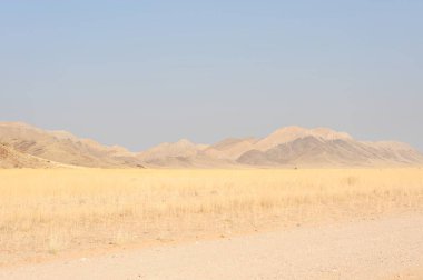 Büyük bir ağaç tarlası olan güzel bir manzara.