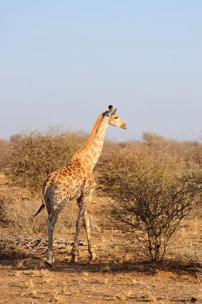 Vahşi doğada zürafa, hayvan doğası faunası