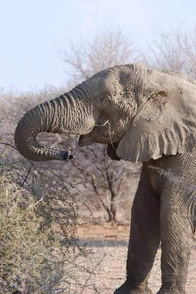 kruger national Park fil