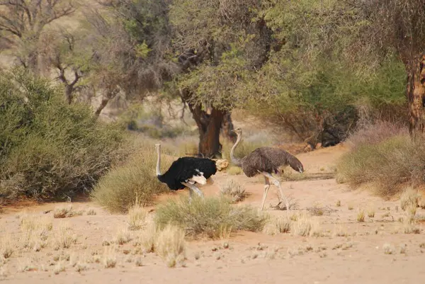 Kenya bozkırında vahşi hayvanlar