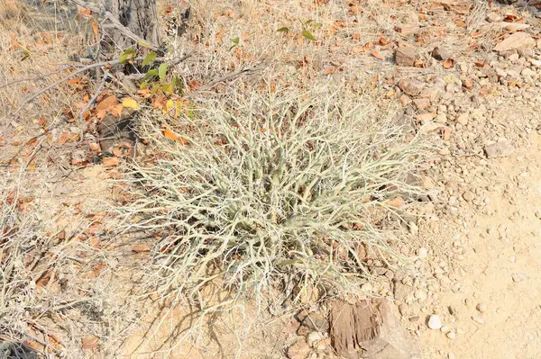 Bahçedeki güzel kaktüs