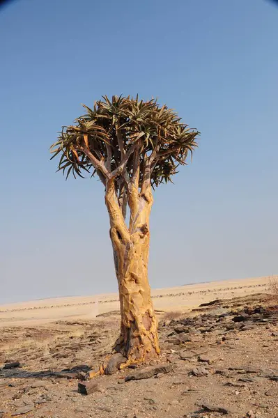 Namibya 'nın büyük çölü