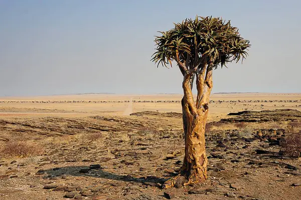 Namibya 'da ağaçlarla kaplı manzara