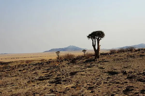 Namibya. Kuru ağaçlar ve bitkilerle dolu namib çölünün manzarası..