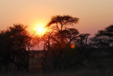 Savanadaki Afrika savanasında gün batımının güzel bir görüntüsü.