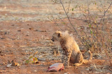 Vahşi hayvan, aslan hayvan avcısı, memeli.