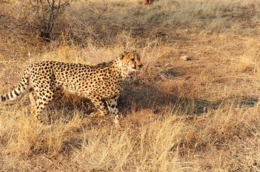 Güney Afrika 'daki Kruger Ulusal Parkı' ndaki çita.