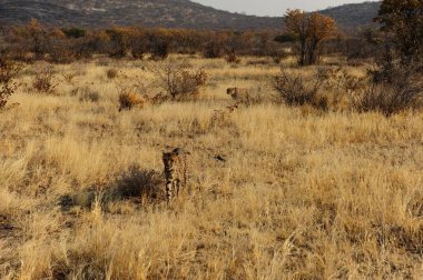 Namibya, kuru çimler ve kuru çölde bir çalı.