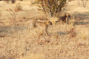 Savanada yürüyen leopar
