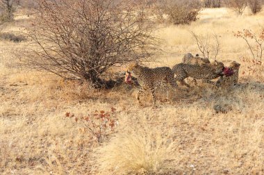 Namibya 'daki bozkırda çita.
