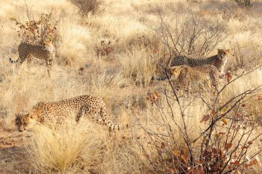 Kenya bozkırında çita