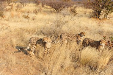 Savanadaki çita ailesi.