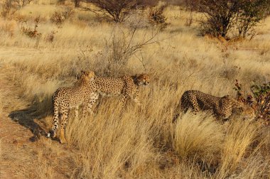 Kenya bozkırında leopar