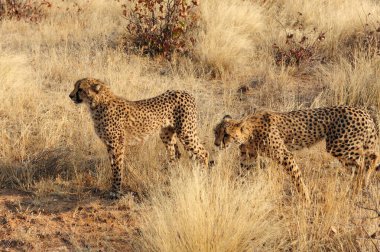 Afrika savanındaki leopar.