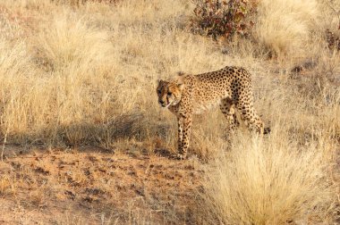 cheetah in the kruger national park in south africa