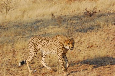 Kenya savanındaki Afrikalı leopar
