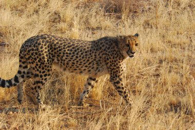 Savannah, Kenya, Afrika 'da çita