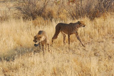 Afrika savalarında leopar, Güney Afrika