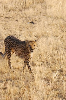 Vahşi yaşam, Afrika savanı, vahşi yaşam, doğa, bitki örtüsü, hayvan, safari.