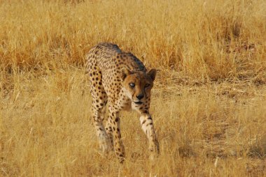 Afrika 'nın vahşi çitası