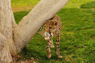 Hayvanat bahçesindeki çita