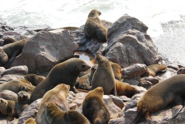 San Francisco 'daki Pasifik sahilinde deniz aslanları.