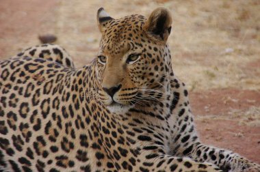 Hayvanat bahçesindeki leopar