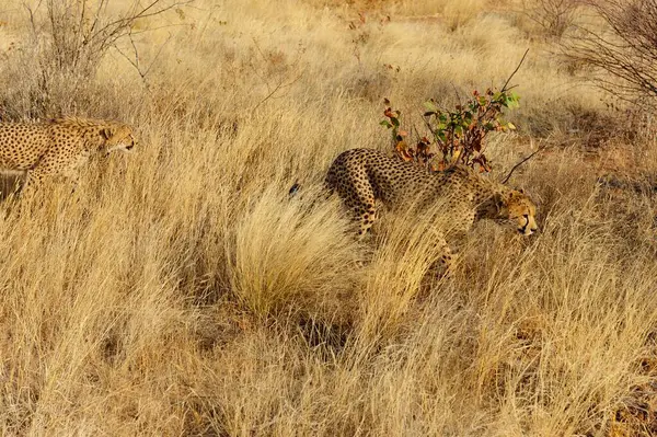 Savanadaki çita, vahşi yaşam.