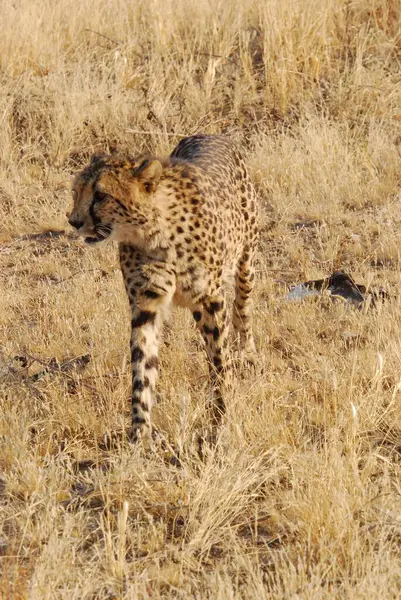 Afrika savanındaki leopar.