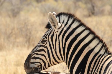 Zebra Namibya 'daki Etoşa Milli Parkı' nda