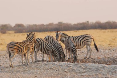 Zebra savana üzerinde
