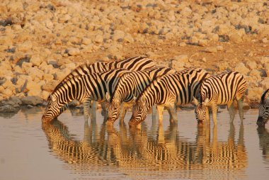 Zebra sıcak bir günde su içiyor.