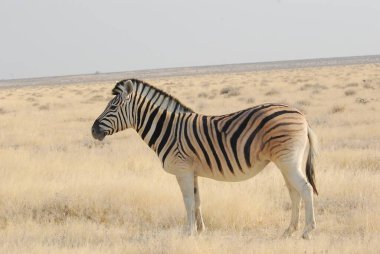 Çayırdaki zebra