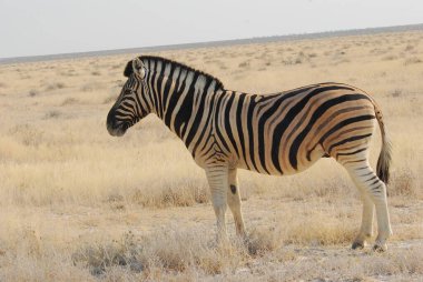 Çölde güzel bir zebra görüntüsü.