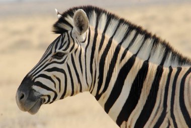 Kenya savanındaki Afrikalı bir zebranın portresi.