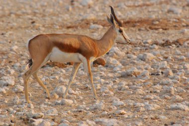 Afrika antilopları (ceylan) Afrika bozkırlarında