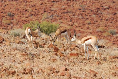 Kızıl geyik, elagus elagus, Güney Tunus 'ta çölde bir kadın.