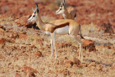 Afrika bozkırlarında bir çift vahşi antilop.