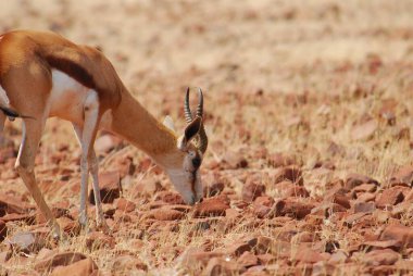 Güney Afrika 'daki Kruger Parkı' nda İmpala Antilobu.